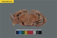 藏品(達氏短槳蟹)的圖片